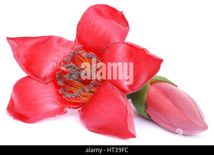 Bombax ceiba oder Seide Baumwolle Blume auf weißem Hintergrund Stockfoto