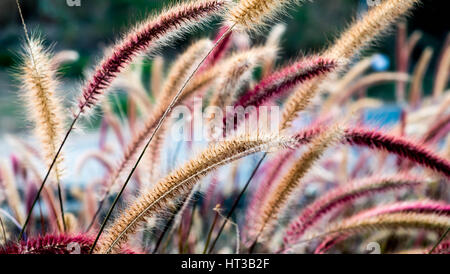 Der natürlichen Hintergrund, schöne Blume Rasen Sonnenuntergang Stockfoto