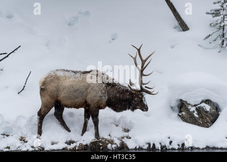 Majestätische Stier Elch (auch bekannt als Wapiti oder Cervus Canadens) Weiden auf den Schnee bedeckten Ufer des Flusses Madison im Yellowstone National Park. Stockfoto