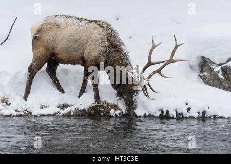 Majestätische Stier Elch (auch bekannt als Wapiti oder Cervus Canadens) Weiden auf den Schnee bedeckten Ufer des Flusses Madison im Yellowstone National Park. Stockfoto