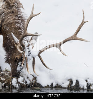 Majestätische Stier Elch (auch bekannt als Wapiti oder Cervus Canadens) Weiden auf den Schnee bedeckten Ufer des Flusses Madison im Yellowstone National Park. Stockfoto