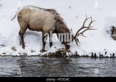 Majestätische Stier Elch (auch bekannt als Wapiti oder Cervus Canadens) Weiden auf den Schnee bedeckten Ufer des Flusses Madison im Yellowstone National Park. Stockfoto