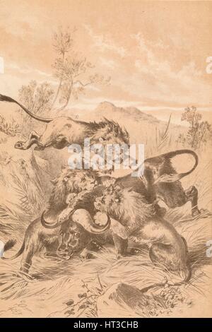 'Löwen angreifen A Büffel', c1880. Künstler: unbekannt. Stockfoto