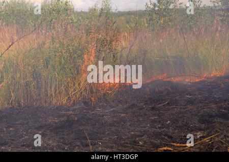 Feuer in den Hain. Adobe RGB Stockfoto