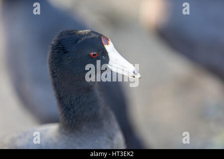 Amerikanisches Blässhuhn - Fulica Americana Stockfoto