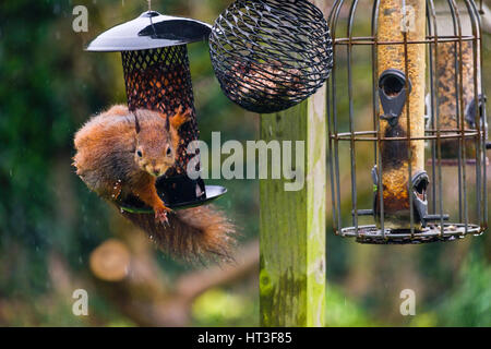 Rote Eichhörnchen (Sciurus vulgaris), die Erdnüsse von einem Eichhörnchen-sicheren Samenfutter essen, das vom Vogeltisch in einem heimischen Garten hängt. Anglesey North Wales Großbritannien Stockfoto