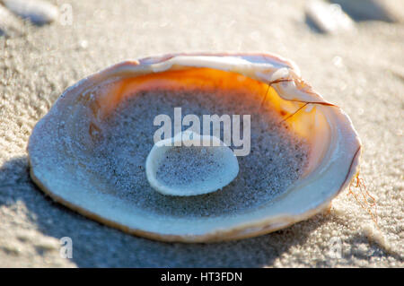 Eine Muschel, eingebettet in einer großen Muschel auf Sanibel Island Stockfoto