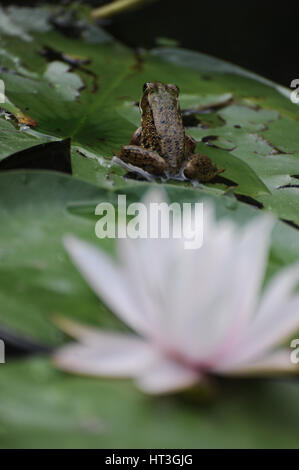 Wasser-Lilien und ein Frosch Stockfoto