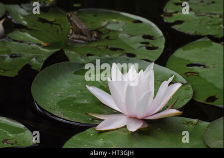 Wasser-Lilien und ein Frosch Stockfoto