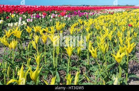 Bereich der gelben Tulpen in der nördlichen Provinz, Niederlande Stockfoto