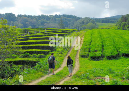 Besucher zu Fuß entlang Bauernhof verfolgen in Gorreana Chá Tee-Plantage, Insel Sao Miguel, Azoren Stockfoto