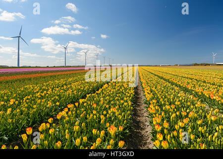 Blühende Zijpe ist eine organisierte Wanderung durch die blühenden Felder in Kop van Noord-Holland in den Niederlanden. Stockfoto