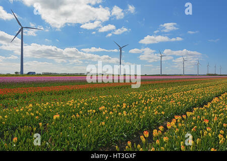 Blühende Zijpe ist eine organisierte Wanderung durch die blühenden Felder in Kop van Noord-Holland in den Niederlanden. Stockfoto