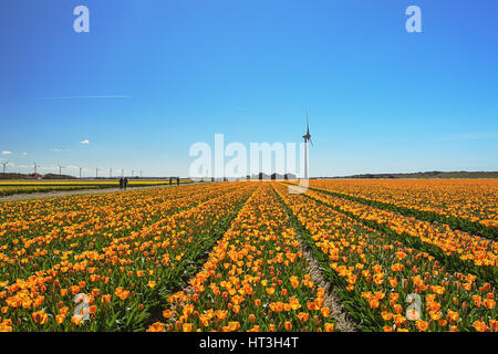Blühende Zijpe ist eine organisierte Wanderung durch die blühenden Felder in Kop van Noord-Holland in den Niederlanden. Stockfoto