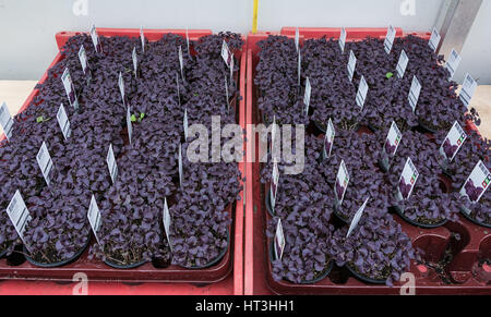 Ein Behälter voller Sämlinge in einem Gewächshaus. Stockfoto