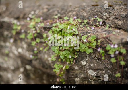 Efeu-Leaved Leinkraut wachsen auf einer Steinmauer Stockfoto