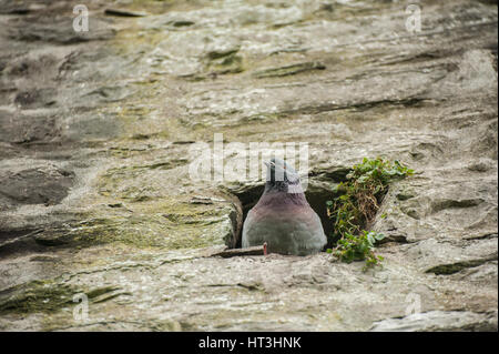 Taube Bohrung Stockfoto