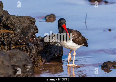 Amerikanischer Austernfischer auf der Suche nach Nahrung unter dem Lavagestein an einem Strand auf den Galapagos Inseln. Stockfoto