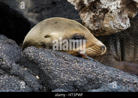 Ein lavastrom Lizard (Microlophus albemariensis) geht hinter dem wachsamen Auge der Galapagos Seelöwe (Zalophus wollebaeki) Verlegung auf Lavagestein. Stockfoto