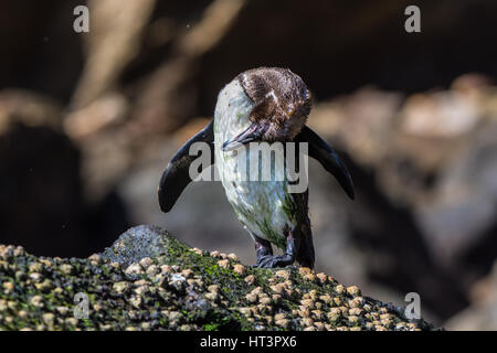 Galápagos-Pinguin (Spheniscus mendiculus) sonnen. Die grüne Farbe auf den Federn ist Algen, von viel Zeit im Wasser nach Nahrung suchen. Stockfoto