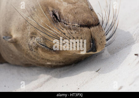 Galapagos-Seelöwen dösen auf einem weißen Sandstrand auf den Galapagos Inseln. Stockfoto