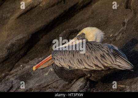 Eine Galapagos Braunpelikan (Pelecanus occidentalis) Rastplätze am Ufer in den Galapagos Inseln. Stockfoto