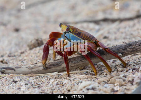 Glänzend farbigen Sally Lightfoot Krabben (Grapsus Grapsus) auf der Suche nach Nahrung in der Nähe von dem Meer auf den Galapagos-Inseln, Ecuador. Stockfoto