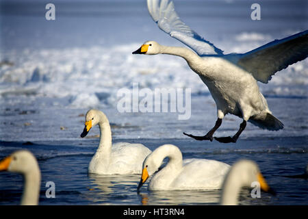 Singschwäne (Cygnus Cygnus) im See Kussharo, Hokkaido, Japan Stockfoto