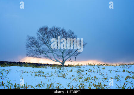 Baum in Bambus-Feld in der Nähe von Lake Kusharro, Hokkaido, Japan Stockfoto