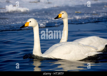 Singschwäne (Cygnus Cygnus) im See Kussharo, Hokkaido, Japan Stockfoto