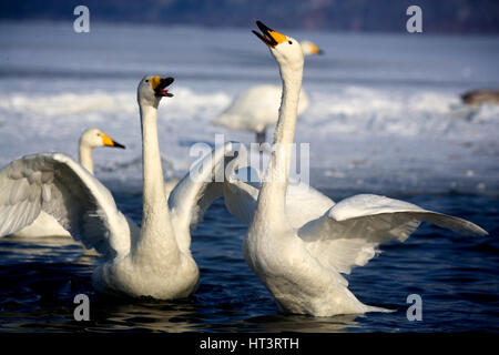 Singschwäne (Cygnus Cygnus) im See Kussharo, Hokkaido, Japan Stockfoto