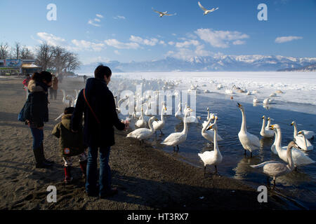 Fütterung der Singschwäne (Cygnus Cygnus) im See Kussharo, Hokkaido, Japan Stockfoto