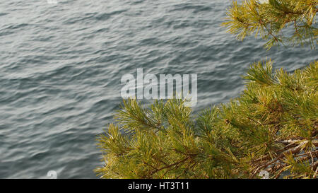 Tannenzweig schaukelt im Wind gegen blaue Fläche des Comer Sees. Stockfoto