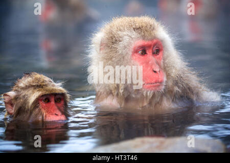 Japanischen Makaken, oder Schneeaffen, in heißen Quellen von Jigokudani NP, Japan. Ein beliebter Ort für Touristen zu fotografieren. Stockfoto