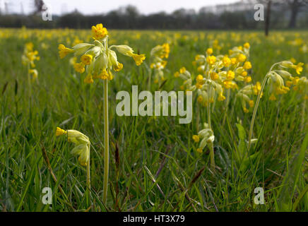 Schlüsselblumen, Primula Veris, Nahaufnahmen von Blumen wachsen im Feld. April genommen. Worcestershire, UK. Stockfoto