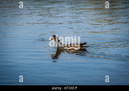 Teichhuhn oder Marsh Henne (Gallinula Chloropus) schwimmen auf einem See - schwarze Vogel mit roten und gelben Schnabel Stockfoto