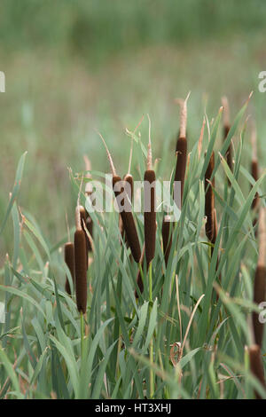 Große Reed-Streitkolben, Typha Latifolia. Juli aufgenommen. Rainham Marshes, Essex, England. Stockfoto