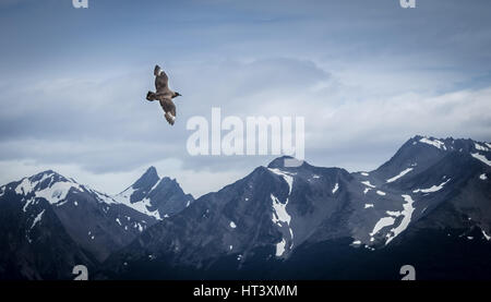 Vogel fliegt über Schneeberge Stockfoto