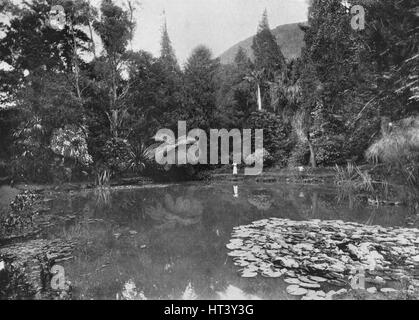 "Die Lotus-Teich, Hakgalla Gärten, Nuwara Eliya", c1890, (1910). Künstler: Alfred Wilhelm Amandus Platte. Stockfoto