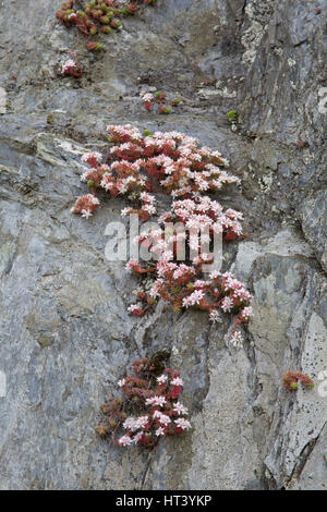 Englische Fetthenne, Sedum Anglicum, wächst auf Felsen, Mevagissey, Cornwall, UK Stockfoto