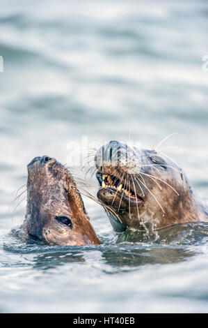 Zwei grau Seals(Halichoerus grypus) Spiel kämpfen in die Nordsee bei Horsey einen Norfok Broadland Bereich Stockfoto