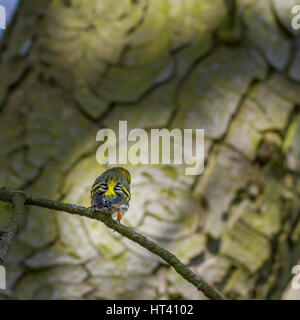 Beringter männlichen eurasischen Erlenzeisig in einem Baum, Yorkshire, Großbritannien Stockfoto