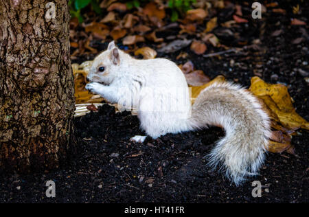 Weiße Eichhörnchen Stockfoto