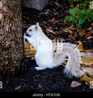 Weiße Eichhörnchen Stockfoto