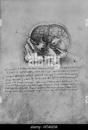 "Anatomische Zeichnung von einem Schädel auf der linken Seite", c1480 (1945). Künstler: Leonardo da Vinci. Stockfoto