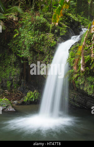 JUAN DIEGO WASSERFÄLLE EL YUNQUE NATIONAL FOREST RIO GRANDE PUERTO RICO Stockfoto