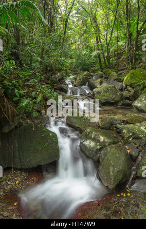 KLEINE KASKADE EL YUNQUE NATIONAL FOREST RIO GRANDE PUERTO RICO Stockfoto