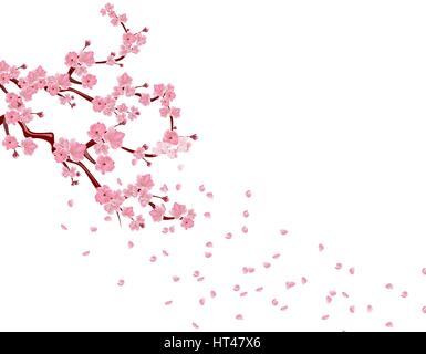 Zweige mit rosa Blüten und Knospen Kirsche. Sakura. Blätter im Wind. isoliert auf weißem Hintergrund. Abbildung Stock Vektor