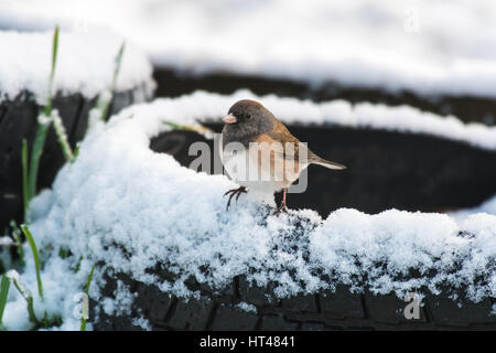 Diese dunklen Augen Junco, ein kleiner Spatz hockt auf einen alten Reifen nach einem seltenen späten Winterschnee im westlichen Washington. Stockfoto