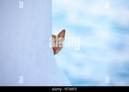 Katze, die um die Ecke eines weiß getünchten Gebäudes in Chora auf der griechischen Insel Mykonos, Griechenland, blickt. Stockfoto